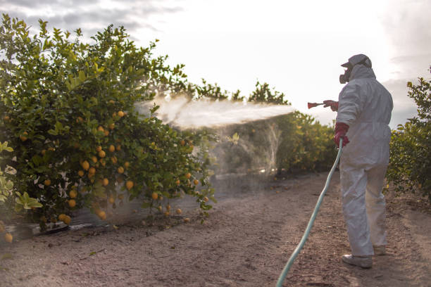 Best Wasp Removal Services  in Ridgely, TN