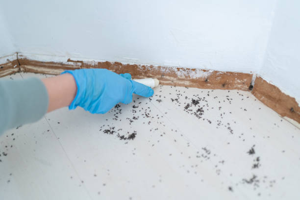 Best Best Pest Control Companies  in Ridgely, TN
